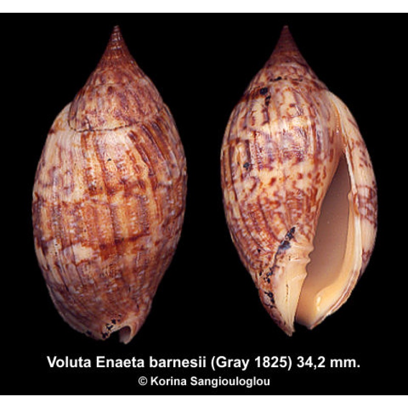 Voluta Enaeta barnesii Outstanding Large Dark!