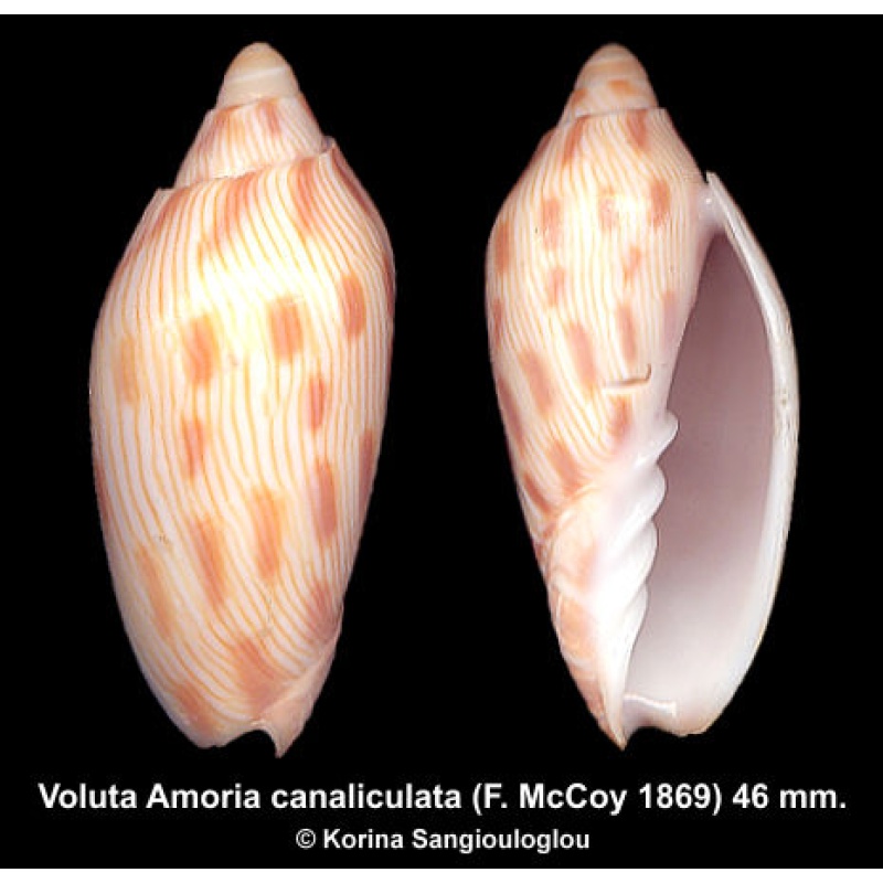 Voluta Amoria canaliculata Gorgeous Superb Ornamented!