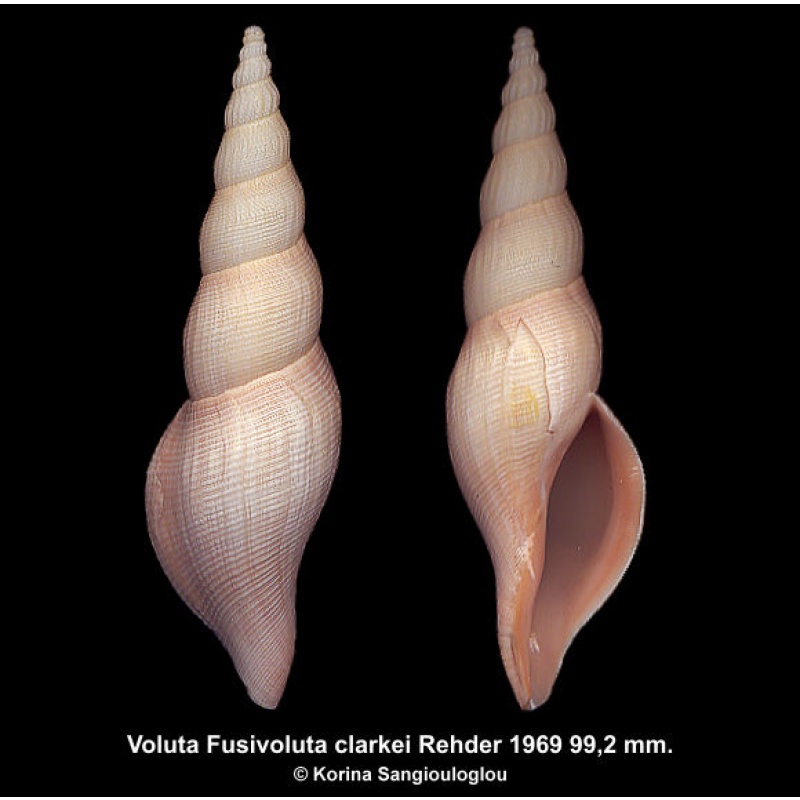 Voluta Fusivoluta clarkei Outstanding Large!