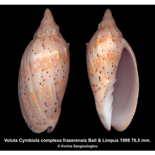 Voluta Cymbiola complexa frazerensis Gorgeous!