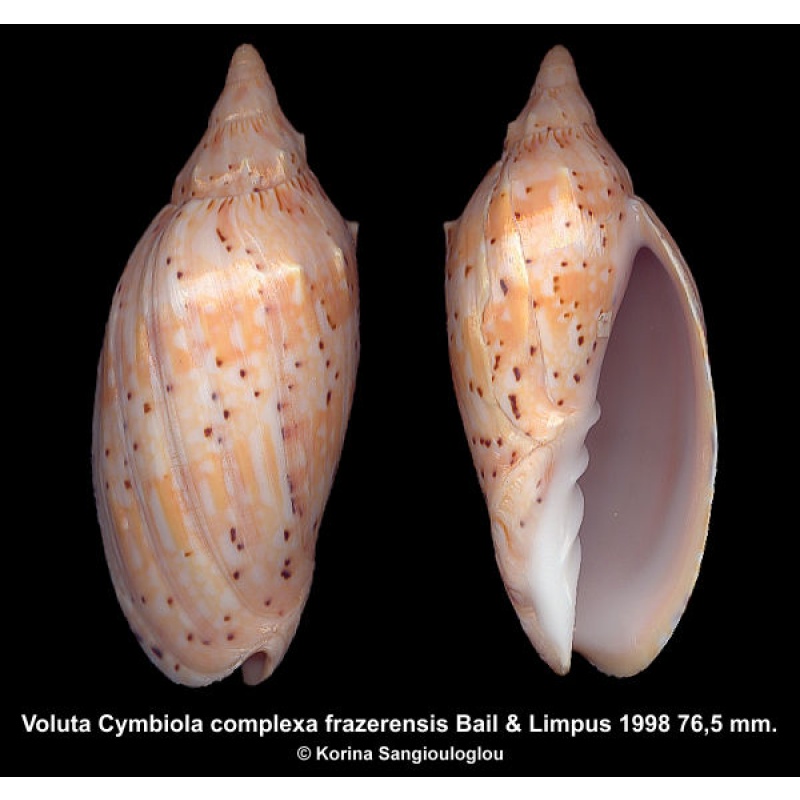 Voluta Cymbiola complexa frazerensis Gorgeous!