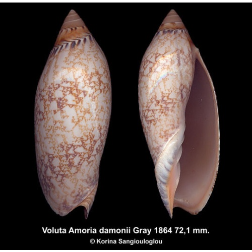 Voluta Amoria damonii Gorgeous!