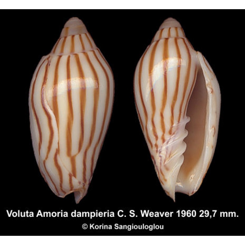 Voluta Amoria dampieria Gorgeous!