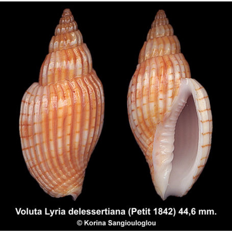 Voluta Lyria delessertiana Gorgeous!
