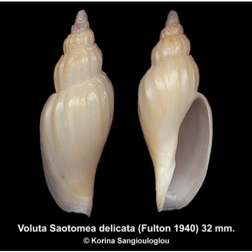 Voluta Saotomea delicata Gorgeous Deep Water Species!