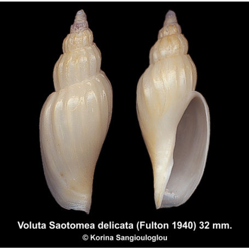 Voluta Saotomea delicata Gorgeous Deep Water Species!