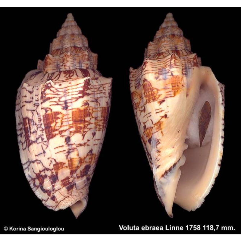 Voluta ebraea Gorgeous Colorful Spiny!