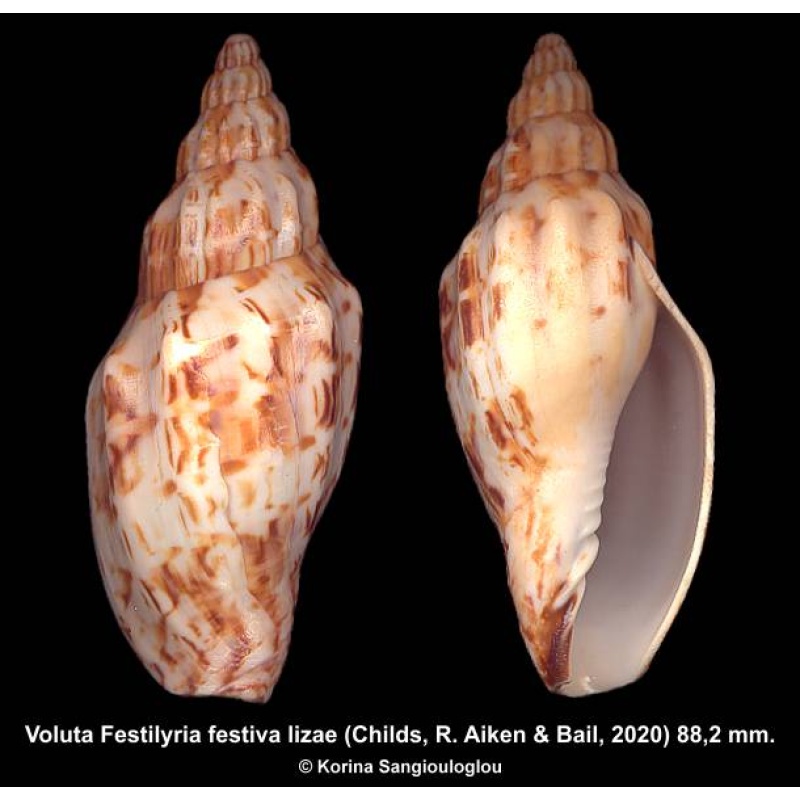 Voluta Festilyria festiva lizae Gorgeous!