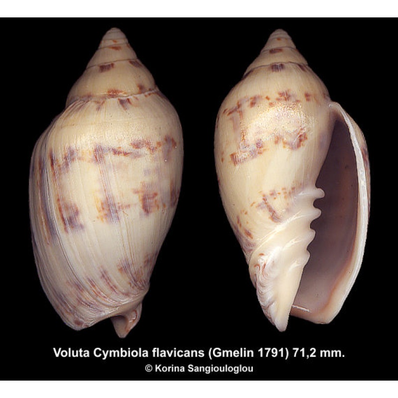 Voluta Cymbiola flavicans Gorgeous Tick!