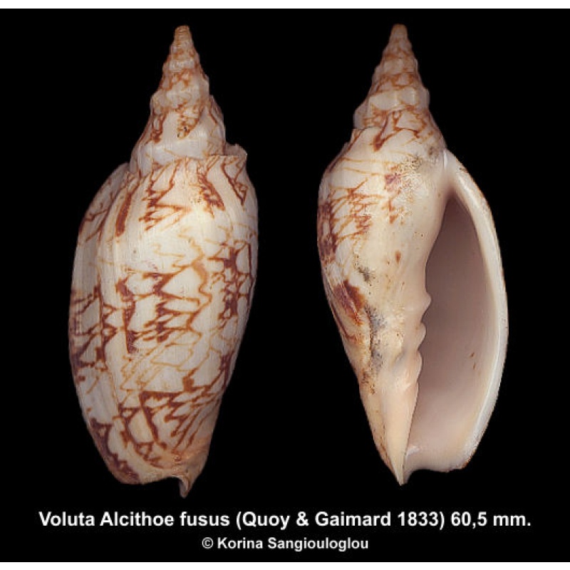 Voluta Alcithoe fusus Gorgeous Elongated Rare!