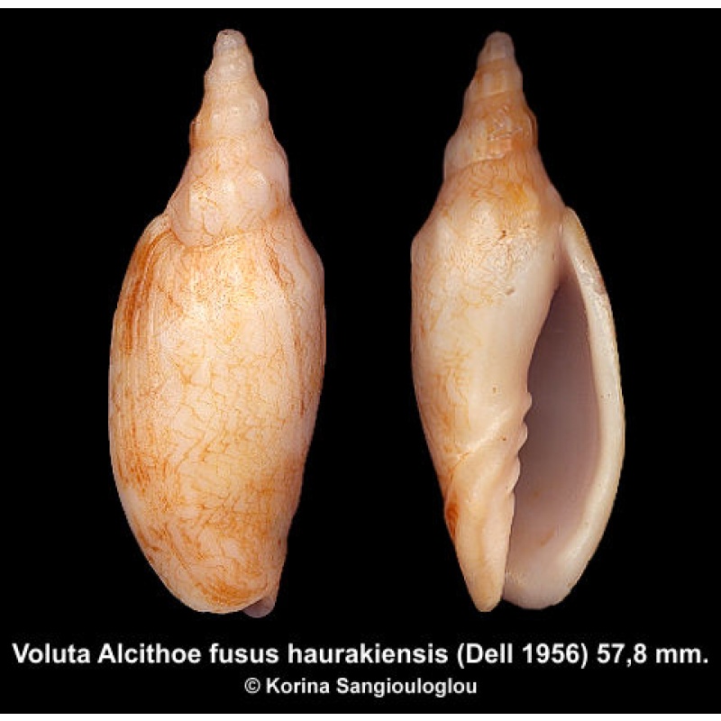 Voluta Alcithoe fusus haurakiensis Outstanding Rare Subspecies!