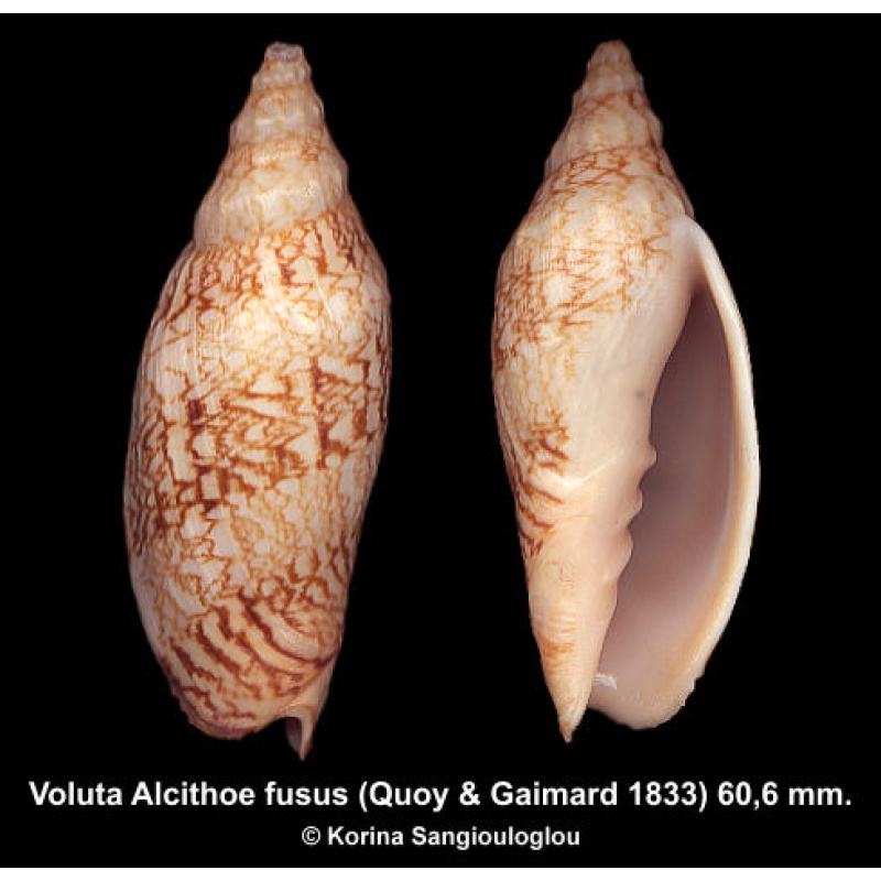 Voluta Alcithoe fusus Gorgeous Rare Deep Water Species!