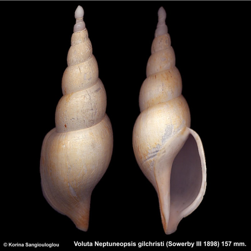 Voluta Neptuneopsis gilchristi Gorgeous Long Protoconch!