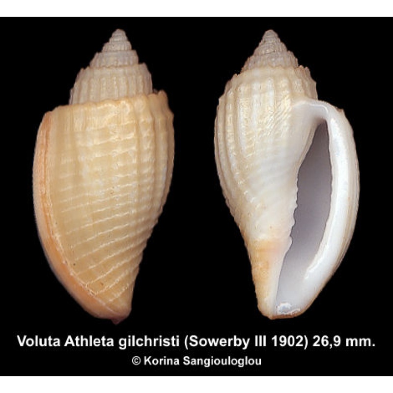 Voluta Athleta gilchristi Gorgeous Superb!
