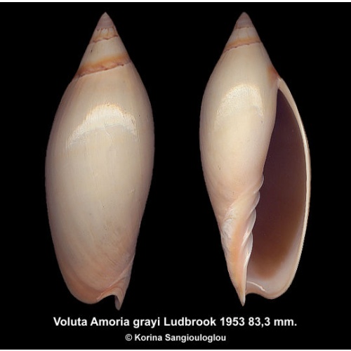Voluta Amoria grayi Outstanding!