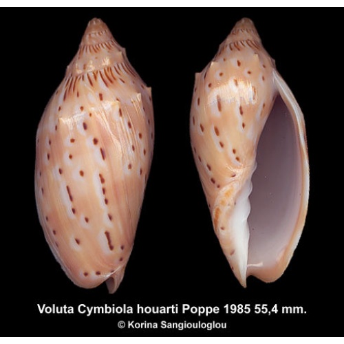 Voluta Cymbiola houarti Gorgeous Spiny!