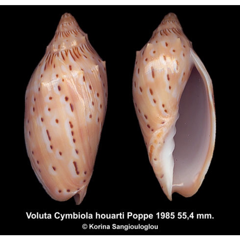 Voluta Cymbiola houarti Gorgeous Spiny!