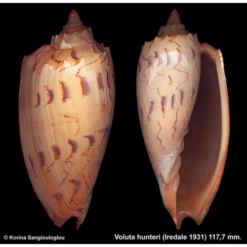 Voluta Amoria hunteri Gorgeous Superb!
