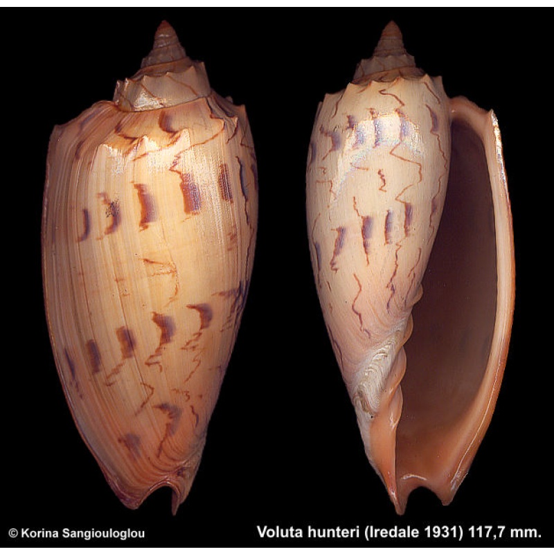 Voluta Amoria hunteri Gorgeous Superb!