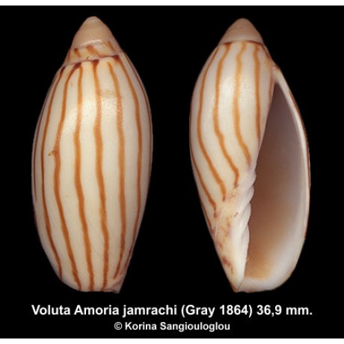 Voluta Amoria jamrachi Gorgeous Cute Baby!