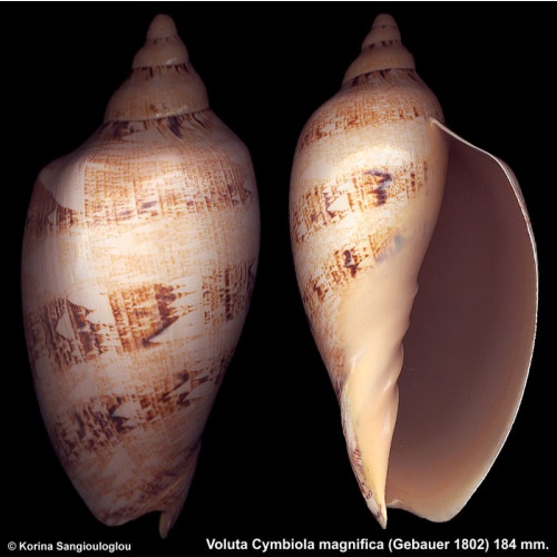Voluta Cymbiola magnifica Gorgeous Superb!