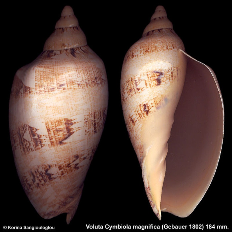 Voluta Cymbiola magnifica Gorgeous Superb!