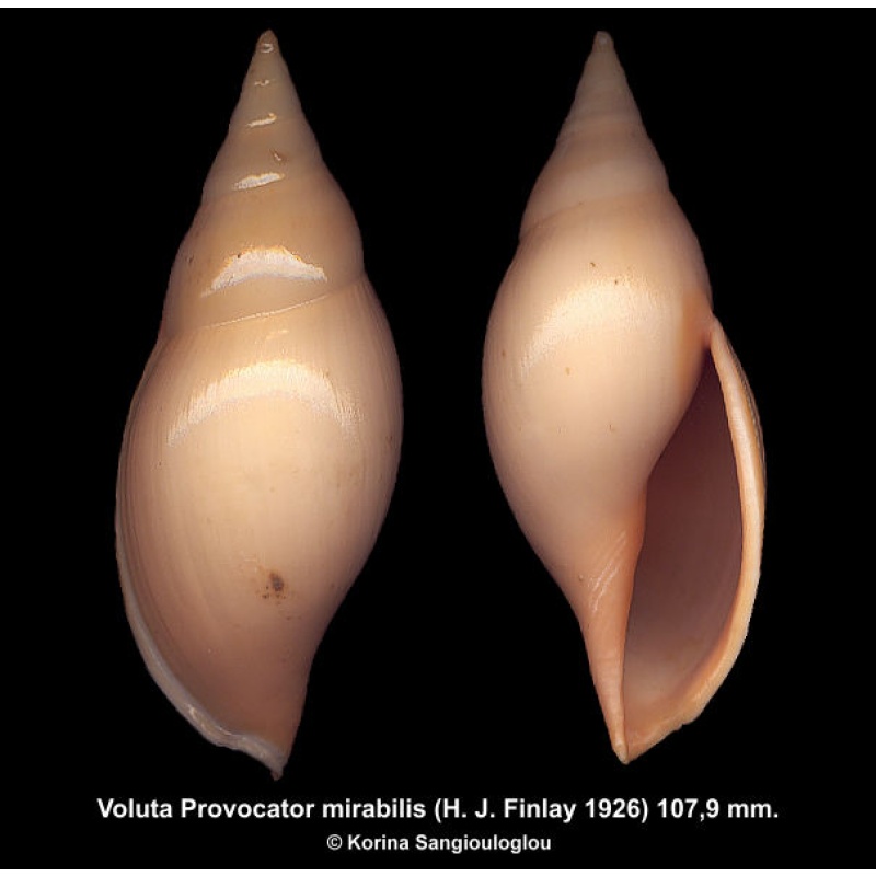 Voluta Provocator mirabilis Gorgeous Heavy!