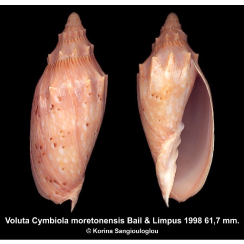 Voluta Cymbiola moretonensis Gorgeous Large Spiny!