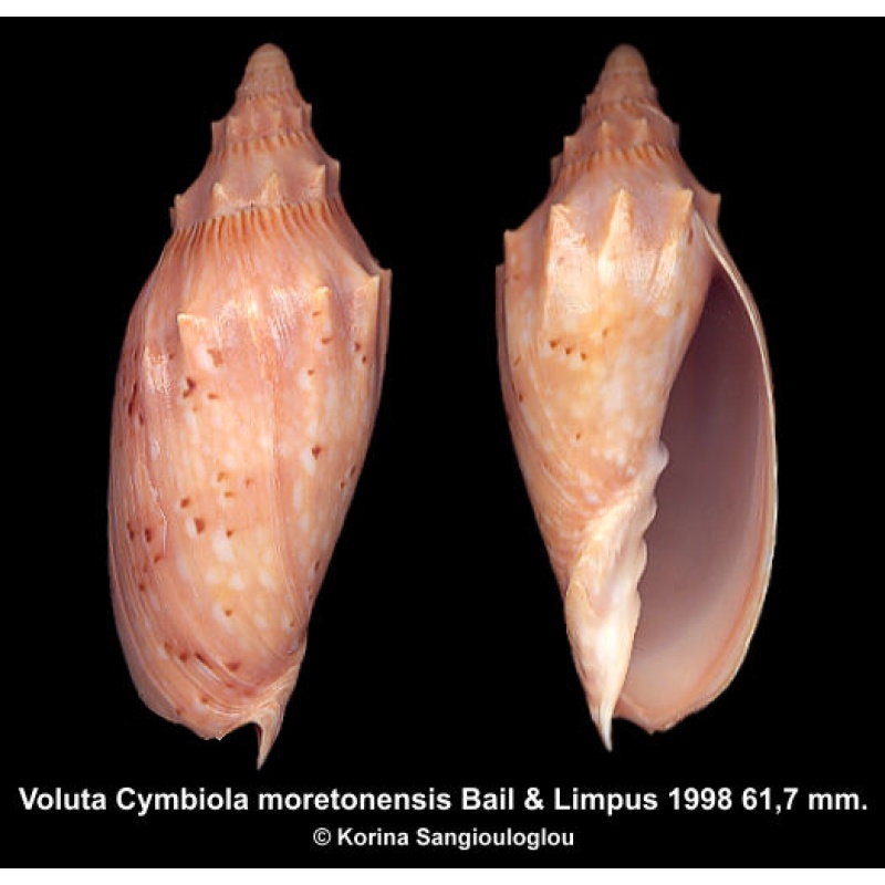Voluta Cymbiola moretonensis Gorgeous Large Spiny!