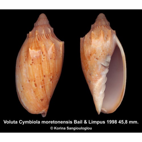 Voluta Cymbiola moretonensis Gorgeous Spiny Superb!