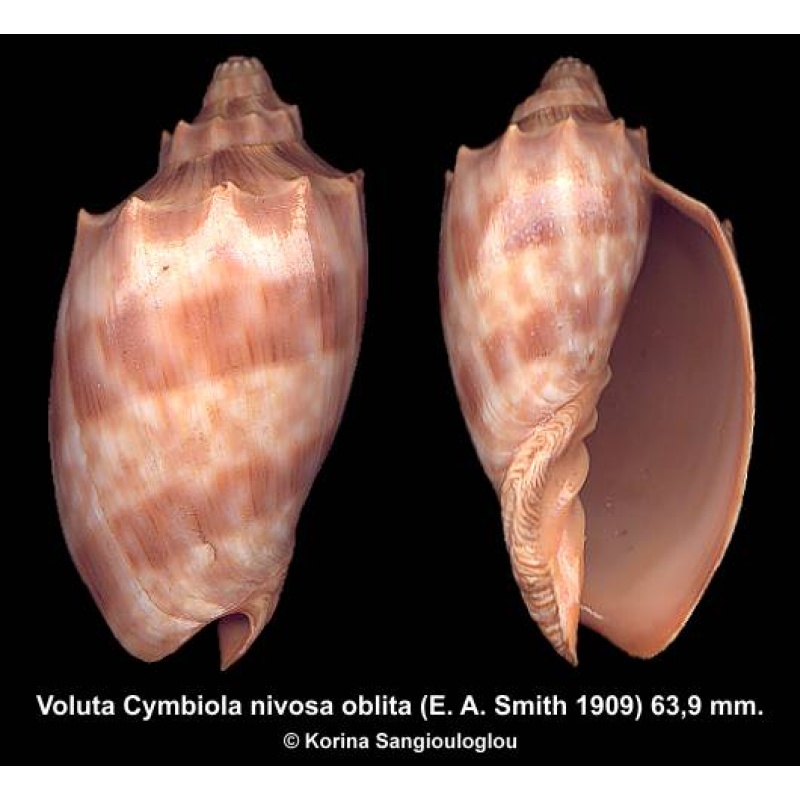 Voluta Cymbiola nivosa oblita Outstanding Banded!