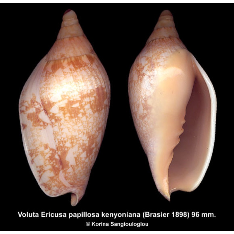 Voluta Ericusa papillosa kenyoniana Gorgeous Ribbed Form!