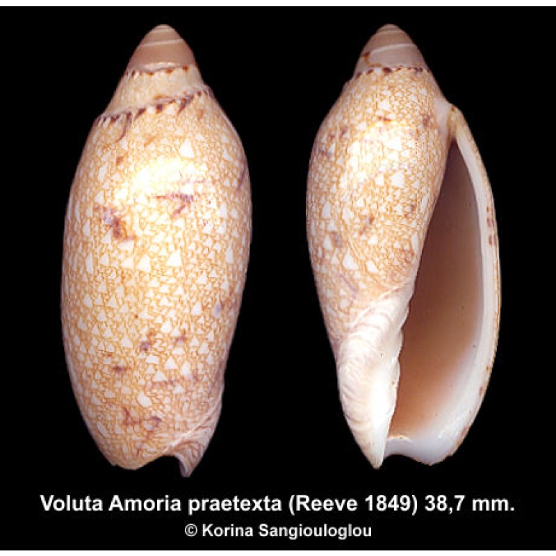 Voluta Amoria praetexta Gorgeous!