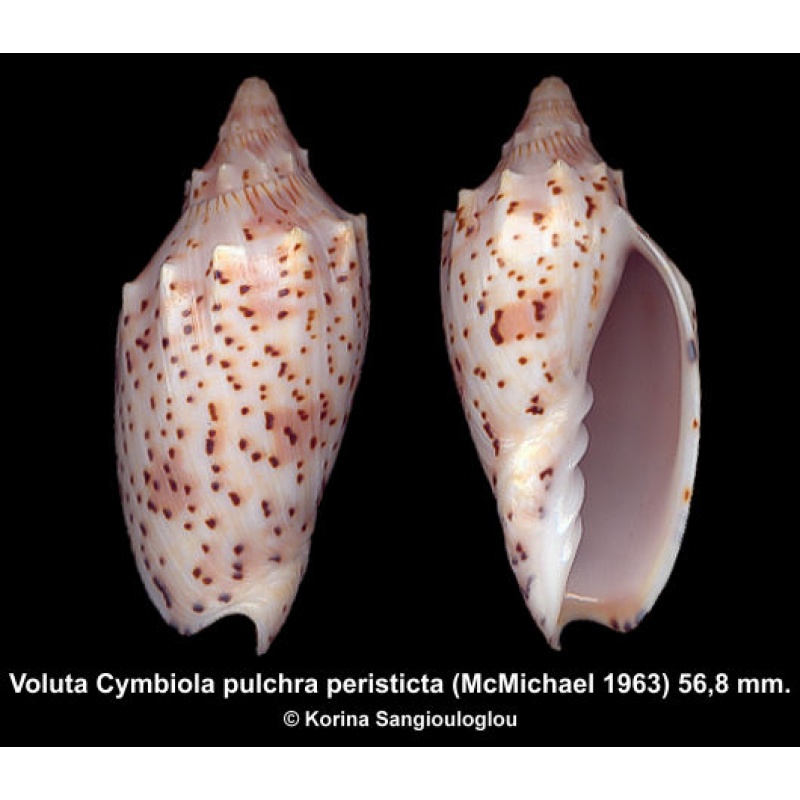 Voluta Cymbiola pulchra peristicta Gorgeous Superb!