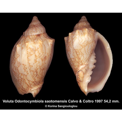 Voluta Odontocymbiola saotomensis Gorgeous Superb!