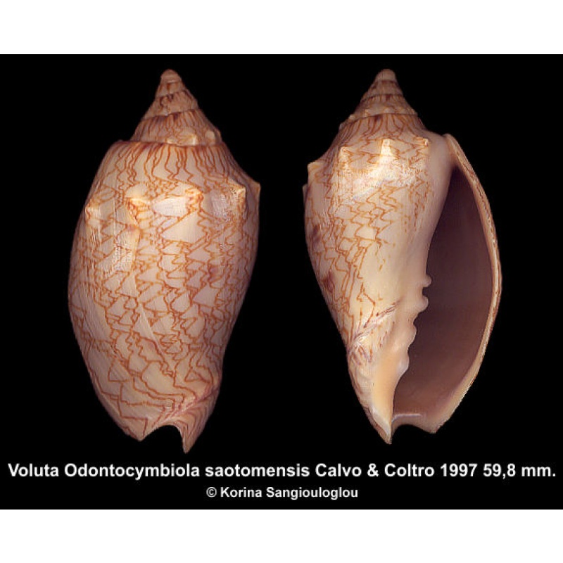 Voluta Odontocymbiola saotomensis Gorgeous Superb!