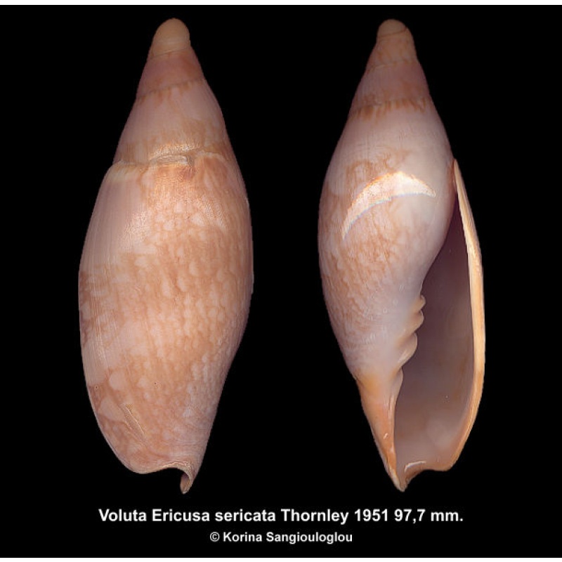 Voluta Ericusa sericata Gorgeous Large!