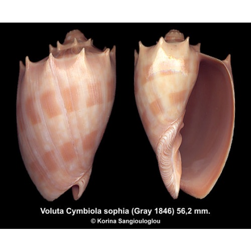 Voluta Cymbiola sophia Gorgeous Spiny!