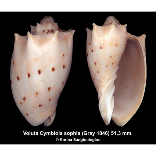 Voluta Cymbiola sophia Gorgeous Unique Color Spiny!