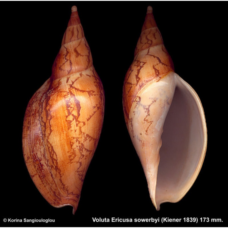 Voluta Ericusa sowerbyi Gorgeous Dark!
