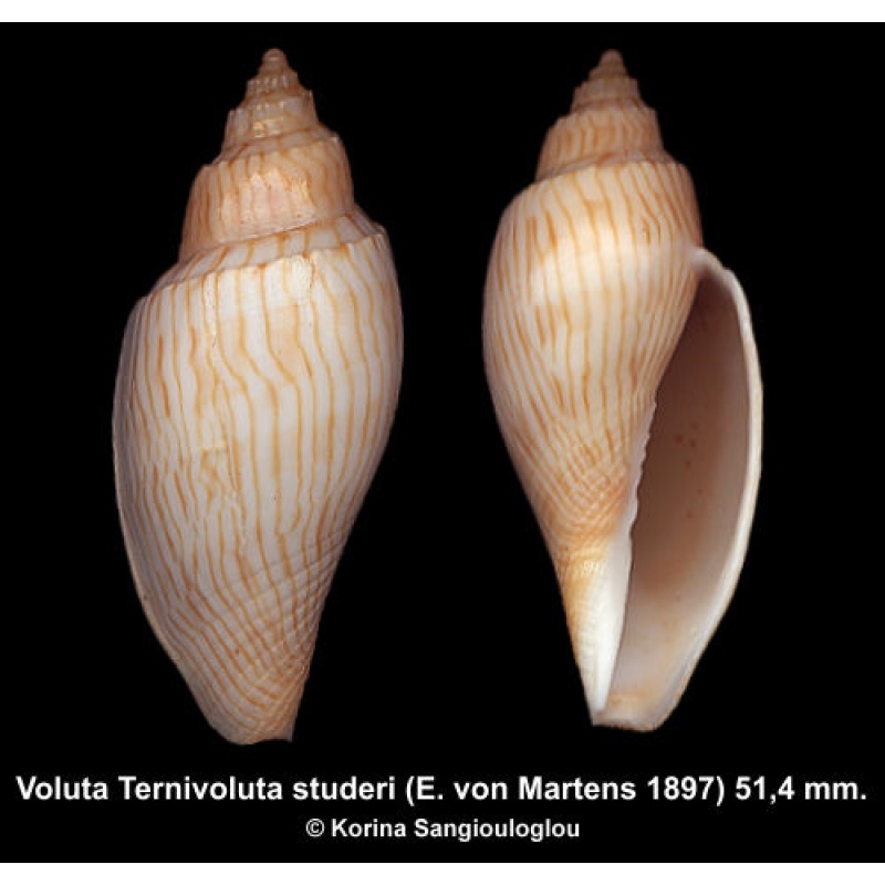 Voluta Ternivoluta studeri Gorgeous Superb!