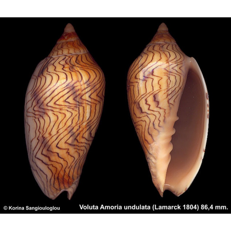 Voluta Amoria undulata Gorgeous Bicolor!