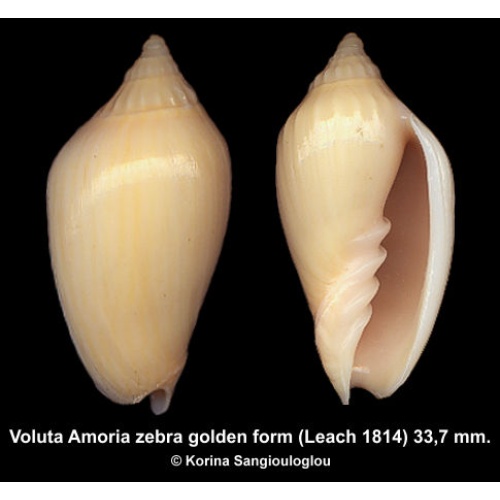 Voluta Amoria zebra golden form Gorgeous Superb!