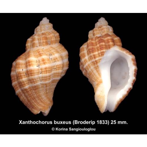 Xanthochorus buxeus Outstanding!