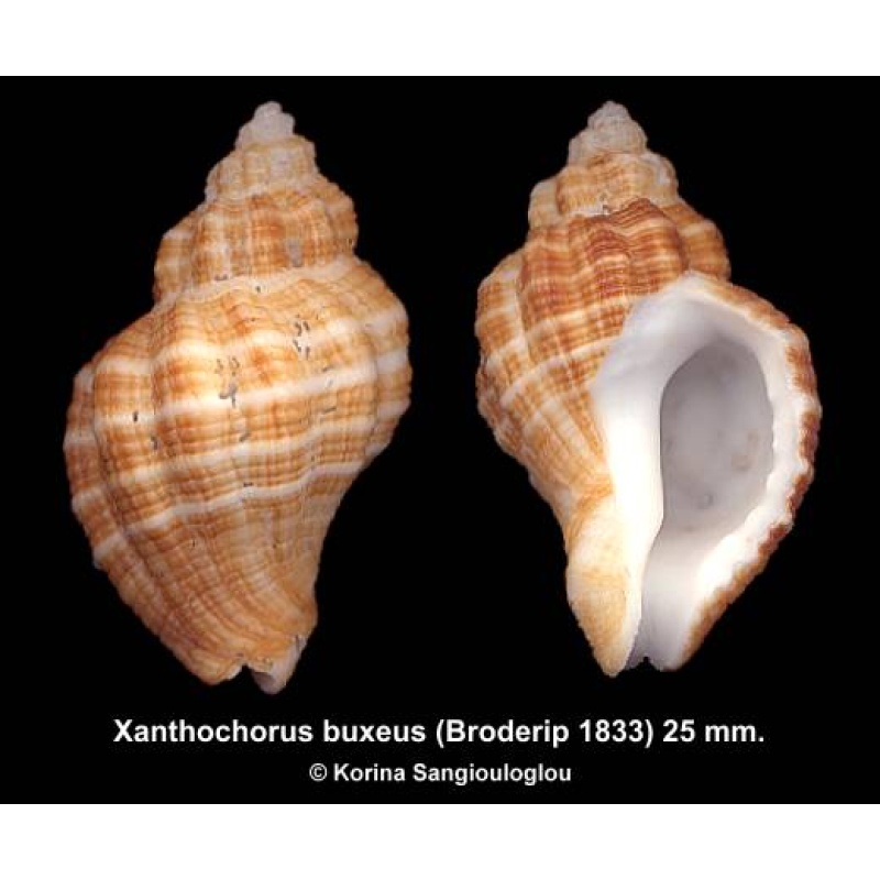 Xanthochorus buxeus Outstanding!