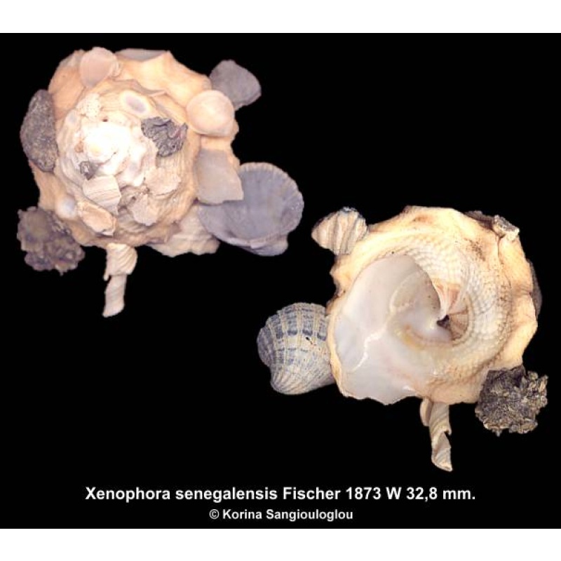 Xenophora senegalensis Gorgeous!