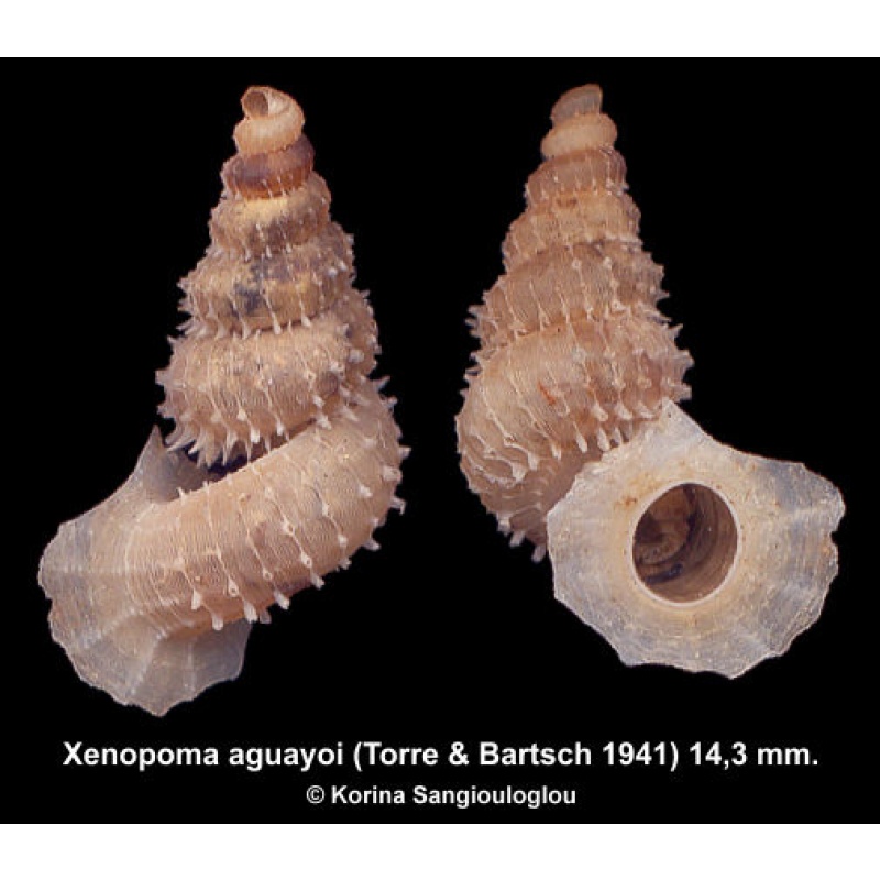 Xenopoma aguayoi Gorgeous Spiny!