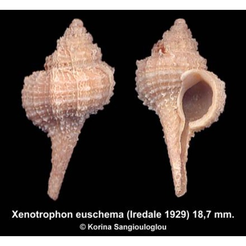 Xenotrophon euschema Gorgeous!