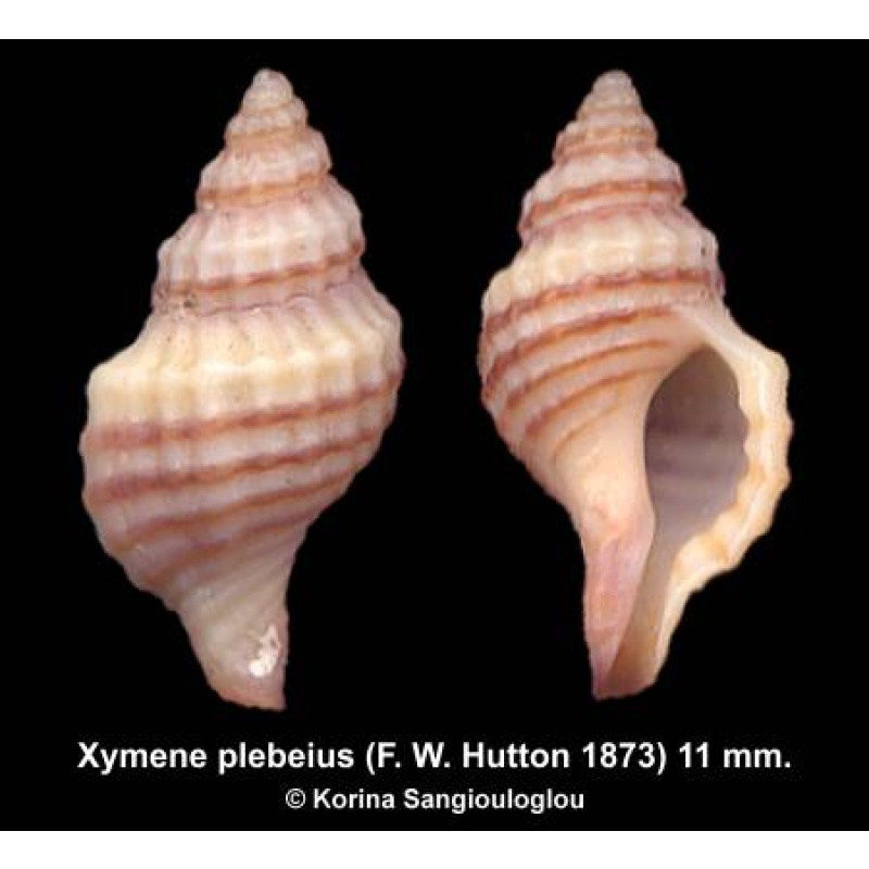 Xymene plebeius Outstanding Superb!