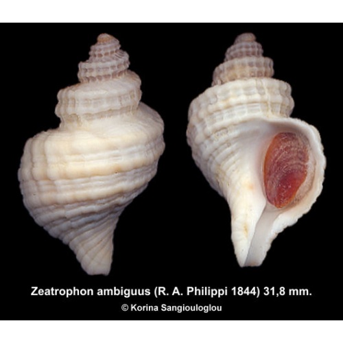 Zeatrophon ambiguus Gorgeous Uncommon!